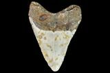 Fossil Megalodon Tooth - North Carolina #108955-2